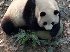 -都江堰中华大熊猫苑