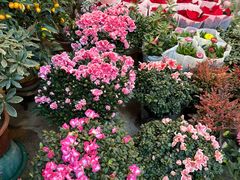 -双季花艺园艺市场(浦东店)