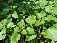 -海南热带野生动植物园