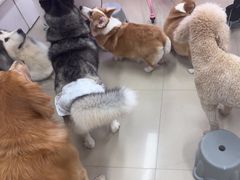 -汪说·狗咖(旺城大厦店)