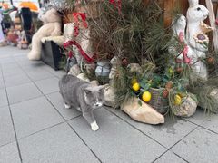 -京北渔家傲