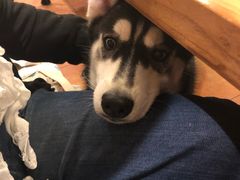 -more than meow吴止猫主题餐厅(承德 中船汇店)