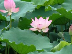 景点-紫荆山公园