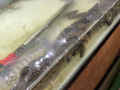 -中环花鸟鱼虫市场