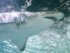 -悉尼海洋生物水族馆