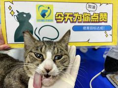 -宠物星动物医院·眼科·异宠·猫科(江南大道总院)