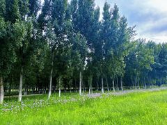 -汉长安城未央宫国家考古遗址公园