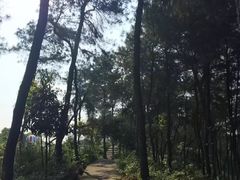 -铁山坪森林公园