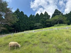 -神户市立六甲山牧场