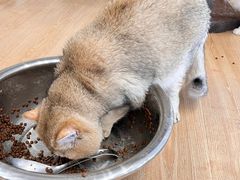 -有喵·猫咖·狗咖·30几只猫10只小狗(岗厦店)