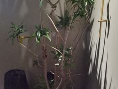 -青桃餐厅