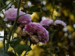 -人民公园(罗湖区)