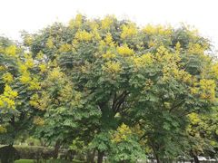 -莲花山公园
