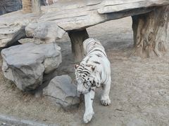 -北京野生动物园