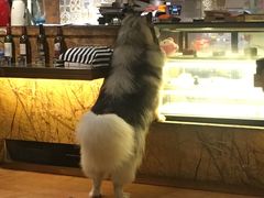 -more than meow吴止猫主题餐厅(承德 中船汇店)
