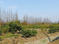 -上海长兴岛郊野公园