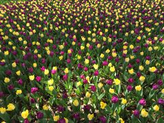 -上海鲜花港