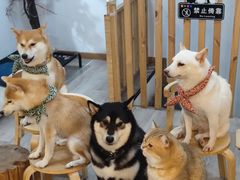 -柴迷FANS CLUB·柴犬狗咖·猫咖