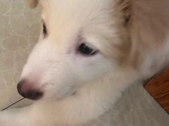 -宠颐生汉谟拉比宠物医院