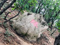 -六里坪国家森林公园