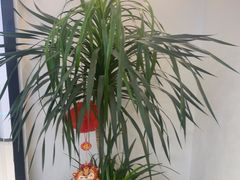 -雲己推拿院·养生SPA(江北龙湖天街店)