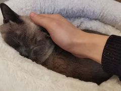 -滚猫咖啡·猫咖·猫友好撸猫(未来城店)