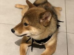 -柴务处·柴犬主题狗咖