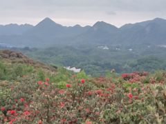 -贵州百里杜鹃风景名胜区