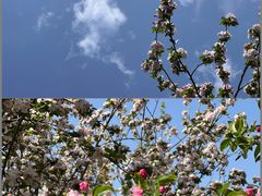 -洛阳市隋唐城遗址植物园