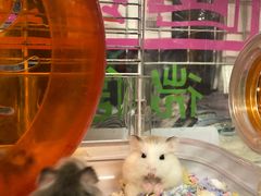 -钓仓鼠(洋桥北里小区店)