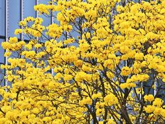 -龙湖重庆时代天街