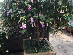 -圣淘沙名胜世界