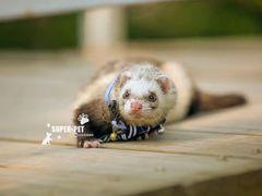 -超宠爱宠物摄影-Super pet