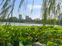 -莲花池公园