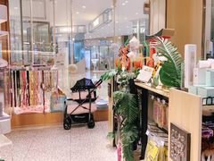 -momokira米努特·德文卷毛猫·棉花面纱犬