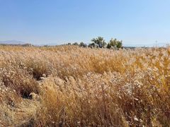 -野鸭湖国家湿地公园