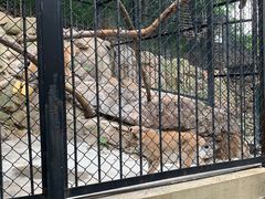 -大连森林动物园