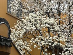 -龙华寺