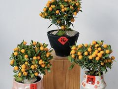 -F.Story 花和故事(新天地店)