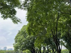 -金鸡湖景区