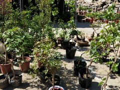 -中环花鸟鱼虫市场