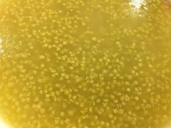 -东升灌浆包(辛庄街总店)