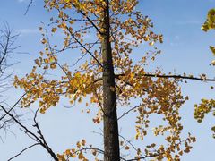 -重庆中央公园(渝北区)