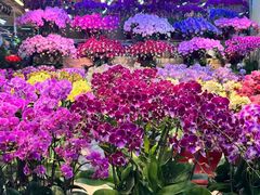 -长春青怡坊鲜花批发(青怡坊花鸟市场店)