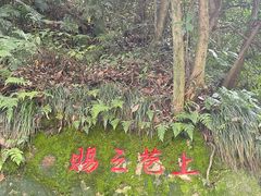 -十八棵（老龙井）御茶园(老龙井店)
