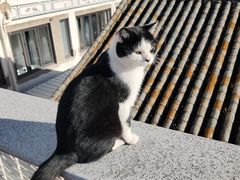 -喵屿·大理花园猫咖