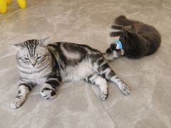 -猫力发电所·宠物专门店