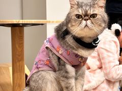 -楼上猫咖(罗湖店)