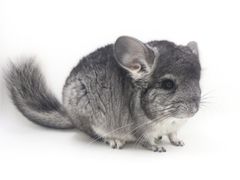 -龙猫仔乐园(惠福东路店)