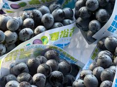 -马陆小张葡萄园农家乐